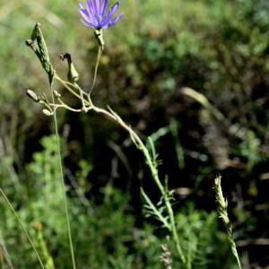 Lactuca perennis L. [1753] [nn75204] par Jean Paul Saint Marc le 24/06/2024 - Biescas