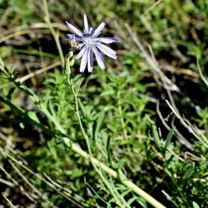 Lactuca perennis L. [1753] [nn75204] par Jean Paul Saint Marc le 24/06/2024 - Biescas