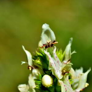 Stachys recta L. [1767] [nn65950] par Jean Paul Saint Marc le 24/06/2024 - Biescas