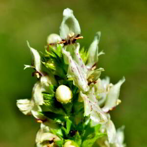 Stachys recta L. [1767] [nn65950] par Jean Paul Saint Marc le 24/06/2024 - Biescas