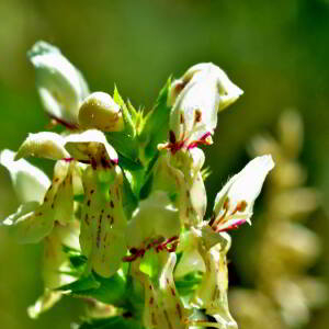 Stachys recta L. [1767] [nn65950] par Jean Paul Saint Marc le 24/06/2024 - Biescas