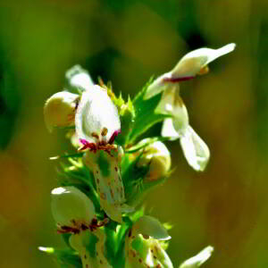 Stachys recta L. [1767] [nn65950] par Jean Paul Saint Marc le 24/06/2024 - Biescas