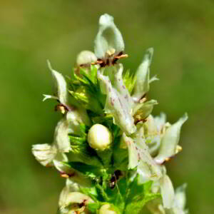 Stachys recta L. [1767] [nn65950] par Jean Paul Saint Marc le 24/06/2024 - Biescas