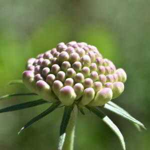 Scabiosa columbaria L. [1753] [nn61116] par Jean Paul Saint Marc le 24/06/2024 - Biescas