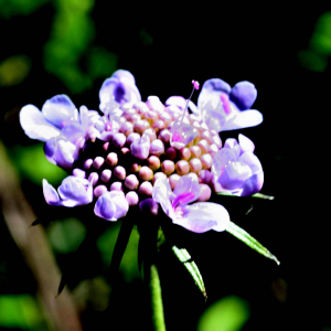 Scabiosa columbaria L. [1753] [nn61116] par Jean Paul Saint Marc le 24/06/2024 - Biescas