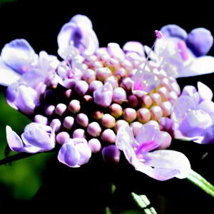 Scabiosa columbaria L. [1753] [nn61116] par Jean Paul Saint Marc le 24/06/2024 - Biescas