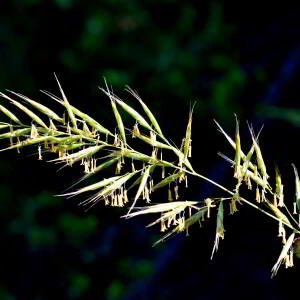 Helictochloa pratensis (L.) Romero Zarco [2011] [nn119468] par Jean Paul Saint Marc le 24/06/2024 - Biescas