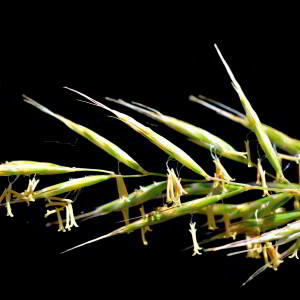 Helictochloa pratensis (L.) Romero Zarco [2011] [nn119468] par Jean Paul Saint Marc le 24/06/2024 - Biescas