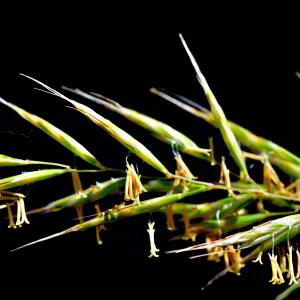 Helictochloa pratensis (L.) Romero Zarco [2011] [nn119468] par Jean Paul Saint Marc le 24/06/2024 - Biescas