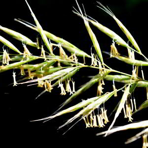 Helictochloa pratensis (L.) Romero Zarco [2011] [nn119468] par Jean Paul Saint Marc le 24/06/2024 - Biescas