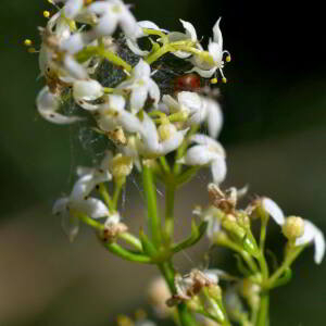 Galium lucidum All. [1773] [nn29055] par Jean Paul Saint Marc le 24/06/2024 - Biescas