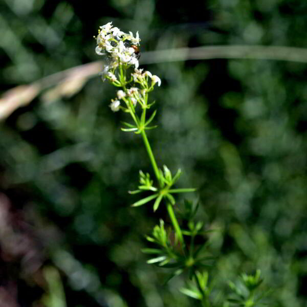 Galium lucidum All. [1773] [nn29055] par Jean Paul Saint Marc le 24/06/2024 - Biescas