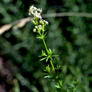 Galium lucidum All. [1773] [nn29055] par Jean Paul Saint Marc le 24/06/2024 - Biescas