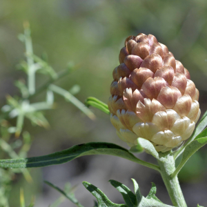 Leuzea conifera (L.) DC. [1805] [nn38821] par Jean Paul Saint Marc le 24/06/2024 - Biescas