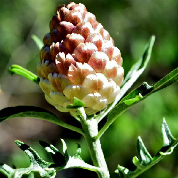 Leuzea conifera (L.) DC. [1805] [nn38821] par Jean Paul Saint Marc le 24/06/2024 - Biescas