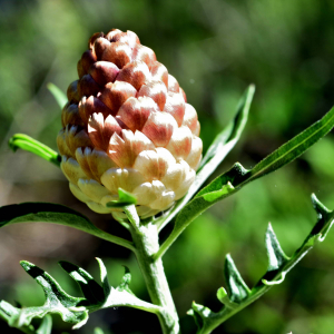 Leuzea conifera (L.) DC. [1805] [nn38821] par Jean Paul Saint Marc le 24/06/2024 - Biescas