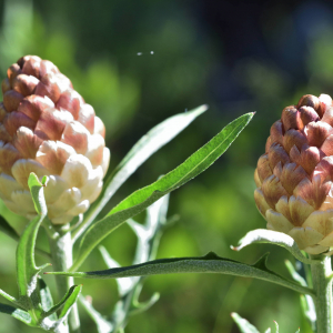 Leuzea conifera (L.) DC. [1805] [nn38821] par Jean Paul Saint Marc le 24/06/2024 - Biescas