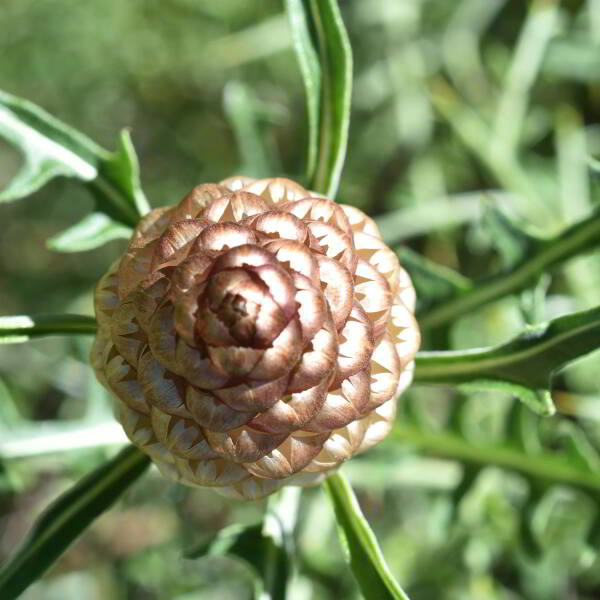 Leuzea conifera (L.) DC. [1805] [nn38821] par Jean Paul Saint Marc le 24/06/2024 - Biescas