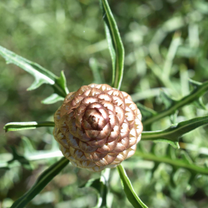 Leuzea conifera (L.) DC. [1805] [nn38821] par Jean Paul Saint Marc le 24/06/2024 - Biescas