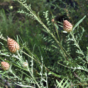 Leuzea conifera (L.) DC. [1805] [nn38821] par Jean Paul Saint Marc le 24/06/2024 - Biescas