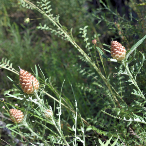 Leuzea conifera (L.) DC. [1805] [nn38821] par Jean Paul Saint Marc le 24/06/2024 - Biescas