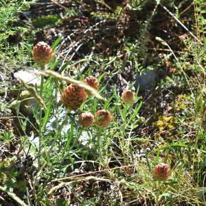 Leuzea conifera (L.) DC. [1805] [nn38821] par Jean Paul Saint Marc le 24/06/2024 - Biescas