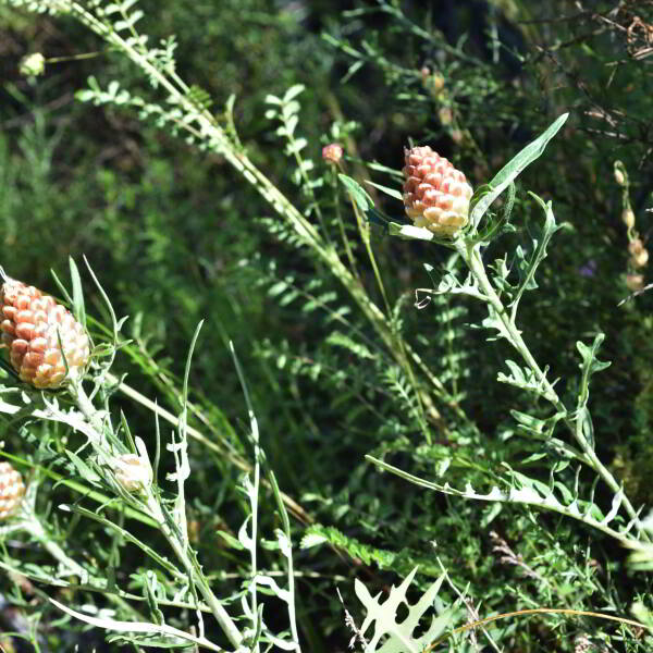 Leuzea conifera (L.) DC. [1805] [nn38821] par Jean Paul Saint Marc le 24/06/2024 - Biescas