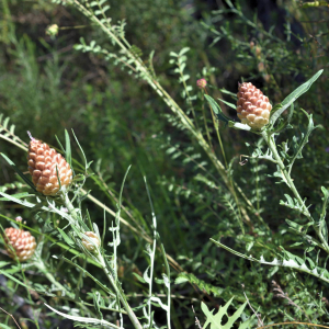 Leuzea conifera (L.) DC. [1805] [nn38821] par Jean Paul Saint Marc le 24/06/2024 - Biescas