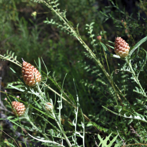 Leuzea conifera (L.) DC. [1805] [nn38821] par Jean Paul Saint Marc le 24/06/2024 - Biescas