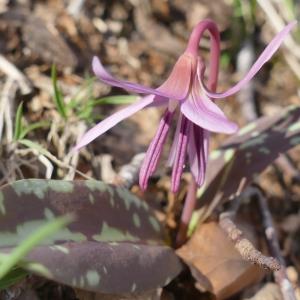 Erythronium dens-canis L. [1753] [nn25636] par Claire Pradel le 23/02/2025 - Le Camp