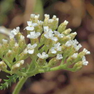 Achillea millefolium L. [1753] [nn365] par Jean Paul Saint Marc le 26/06/2024 - Laruns