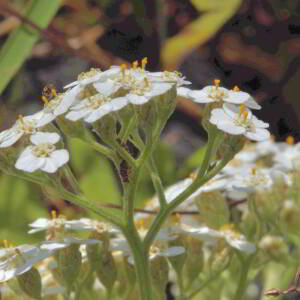 Achillea millefolium L. [1753] [nn365] par Jean Paul Saint Marc le 26/06/2024 - Laruns