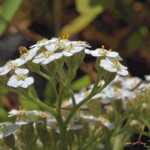 Achillea millefolium L. [1753] [nn365] par Jean Paul Saint Marc le 26/06/2024 - Laruns