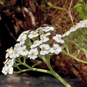 Achillea millefolium L. [1753] [nn365] par Jean Paul Saint Marc le 26/06/2024 - Laruns