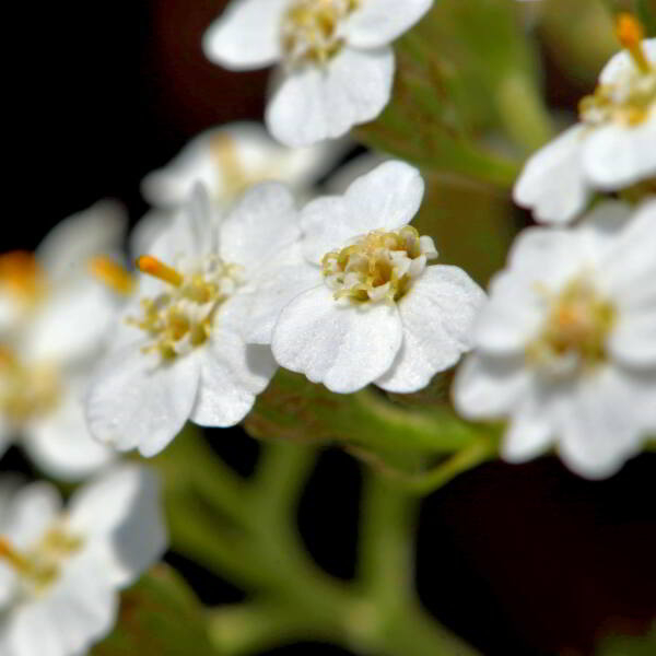 Achillea millefolium L. [1753] [nn365] par Jean Paul Saint Marc le 26/06/2024 - Laruns