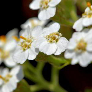 Achillea millefolium L. [1753] [nn365] par Jean Paul Saint Marc le 26/06/2024 - Laruns