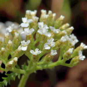 Achillea millefolium L. [1753] [nn365] par Jean Paul Saint Marc le 26/06/2024 - Laruns