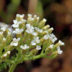 Achillea millefolium L. [1753] [nn365] par Jean Paul Saint Marc le 26/06/2024 - Laruns