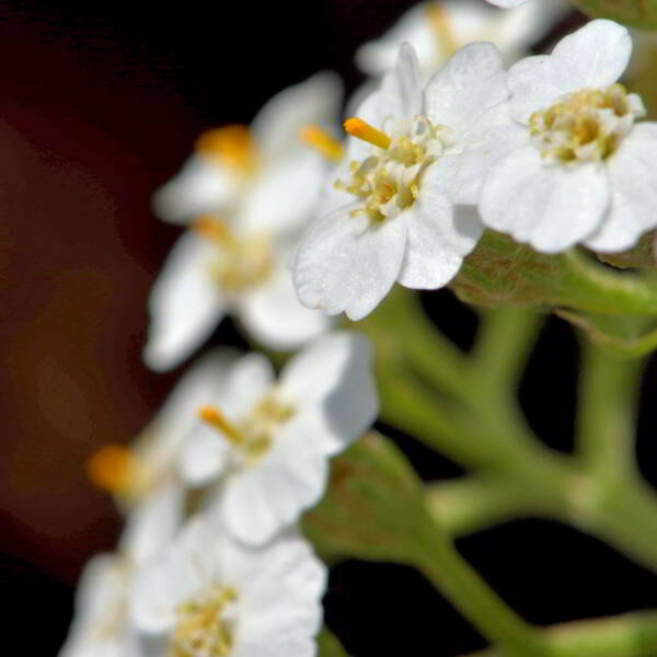 Achillea millefolium L. [1753] [nn365] par Jean Paul Saint Marc le 26/06/2024 - Laruns