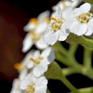 Achillea millefolium L. [1753] [nn365] par Jean Paul Saint Marc le 26/06/2024 - Laruns