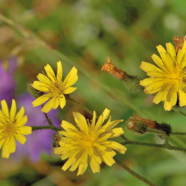 Crepis capillaris (L.) Wallr. [1840] [nn19630] par Jean Paul Saint Marc le 26/06/2024 - Laruns