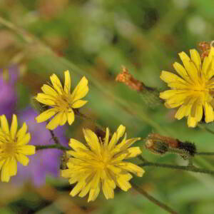 Crepis capillaris (L.) Wallr. [1840] [nn19630] par Jean Paul Saint Marc le 26/06/2024 - Laruns