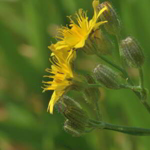 Crepis capillaris (L.) Wallr. [1840] [nn19630] par Jean Paul Saint Marc le 26/06/2024 - Laruns