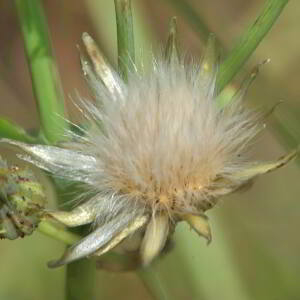 Crepis capillaris (L.) Wallr. [1840] [nn19630] par Jean Paul Saint Marc le 26/06/2024 - Laruns