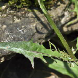 Crepis capillaris (L.) Wallr. [1840] [nn19630] par Jean Paul Saint Marc le 26/06/2024 - Laruns