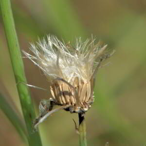 Crepis capillaris (L.) Wallr. [1840] [nn19630] par Jean Paul Saint Marc le 26/06/2024 - Laruns