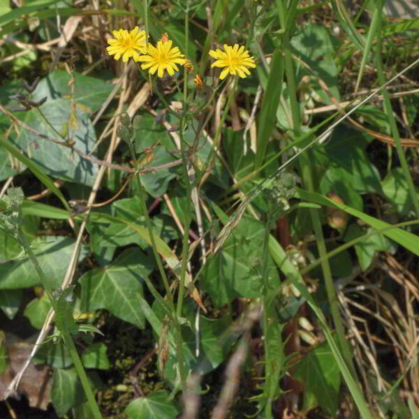 Crepis capillaris (L.) Wallr. [1840] [nn19630] par Jean Paul Saint Marc le 26/06/2024 - Laruns