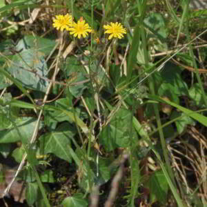 Crepis capillaris (L.) Wallr. [1840] [nn19630] par Jean Paul Saint Marc le 26/06/2024 - Laruns