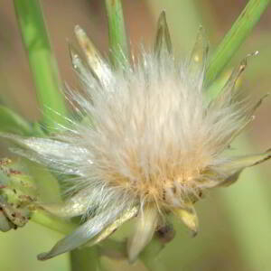 Crepis capillaris (L.) Wallr. [1840] [nn19630] par Jean Paul Saint Marc le 26/06/2024 - Laruns