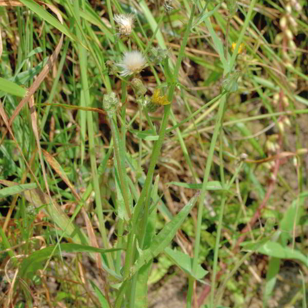 Crepis capillaris (L.) Wallr. [1840] [nn19630] par Jean Paul Saint Marc le 26/06/2024 - Laruns